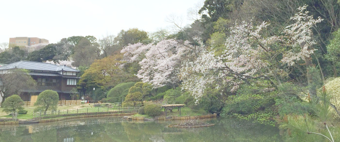 令和八年 清明琴会 令和八年 清明琴会