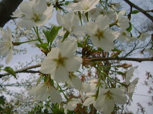 北京の桜