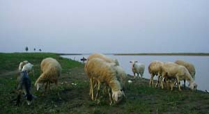 伊洛河の羊